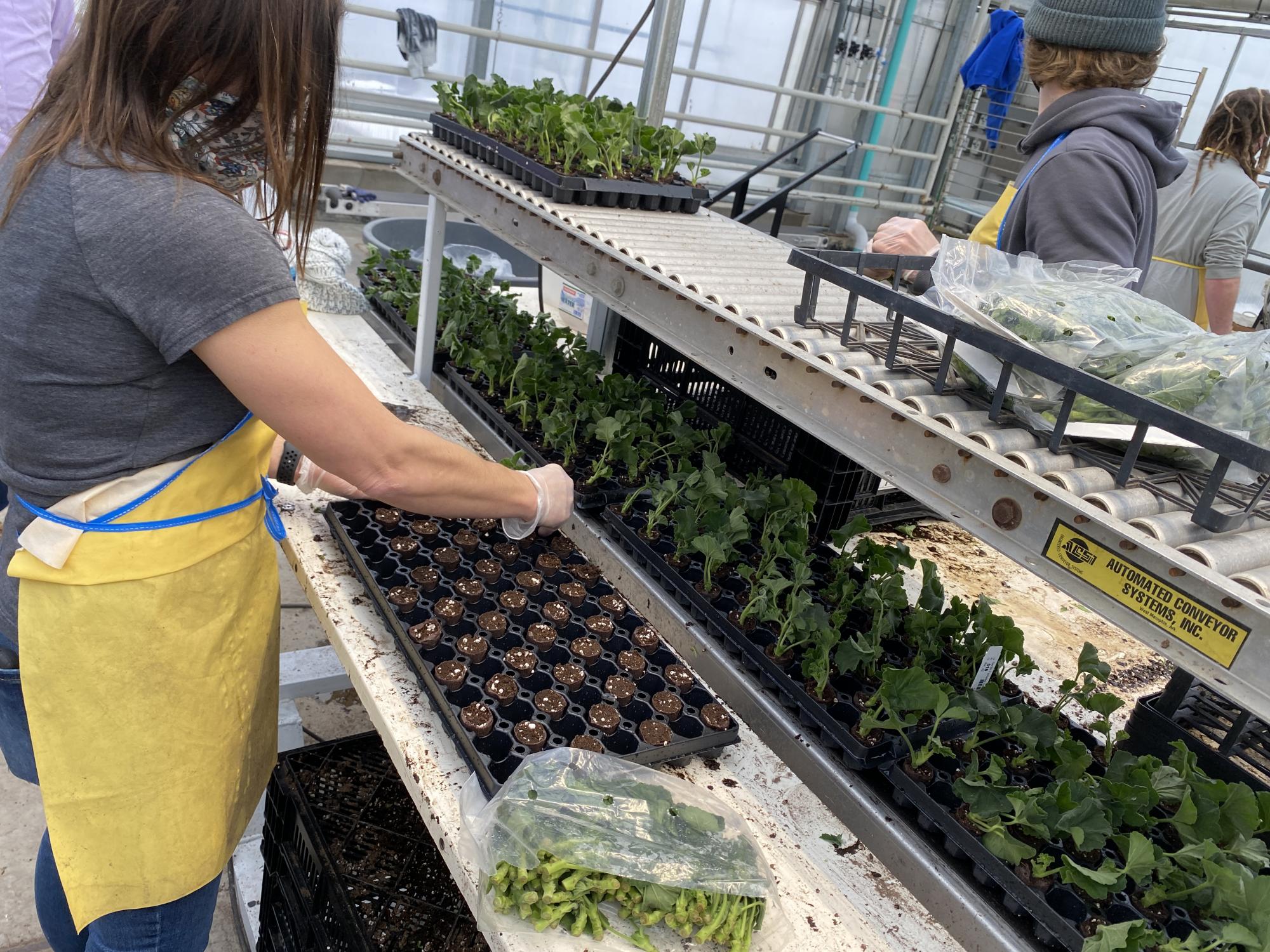 Greenhouse-Worker.JPG